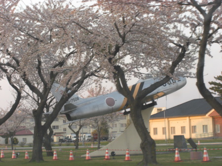 Cherry Blossoms'