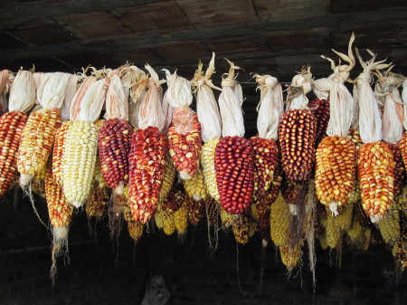 Andean Corn