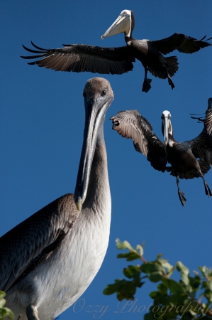 Brown Pelicans