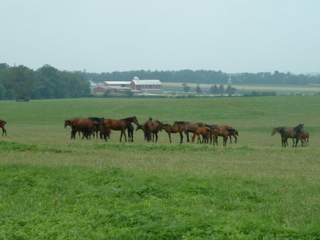 A farm I pass often