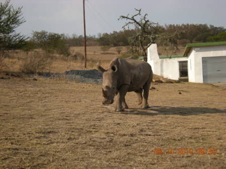 James Contino's album, African Hunt