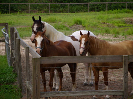 My horses