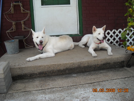 White Akitas at home