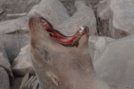 Sea Lion Galapagos Islands Sept 2007