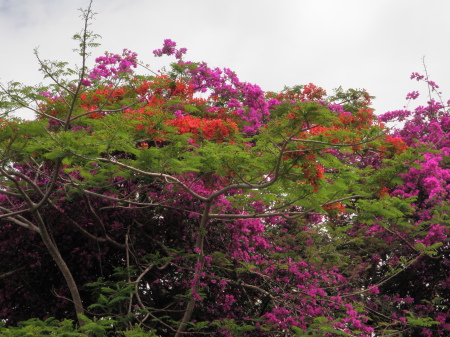 Bouganvilla and coral tree, Maui