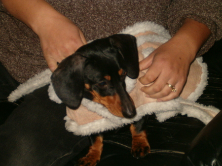 dachshunds 012