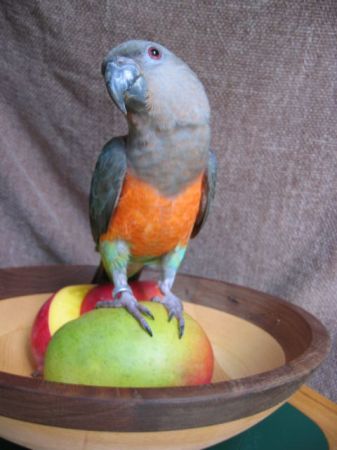 Mango on mango