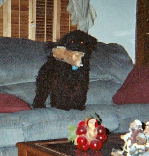 Kona with Toy Summer 2003