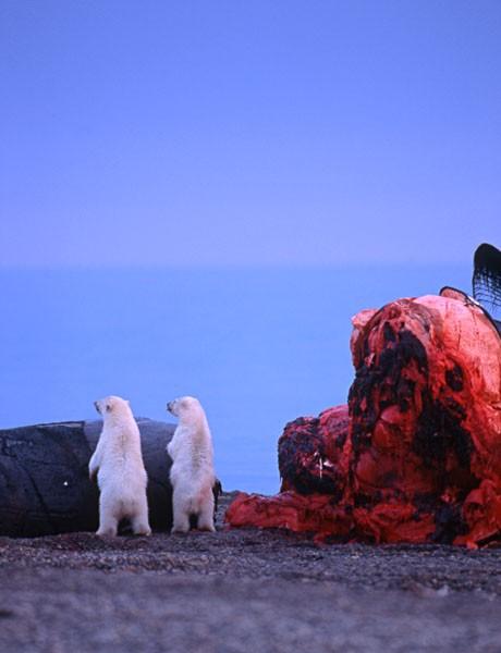 polar bear in nome alaska