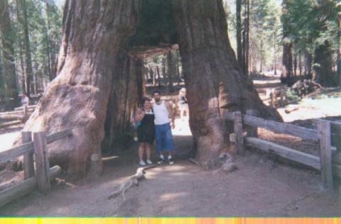 Pic @ Mariposa Grove in Yosemite