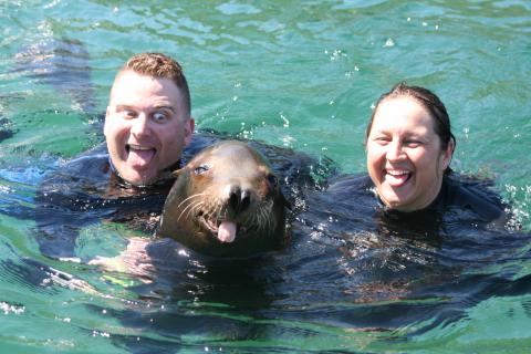 sea lions