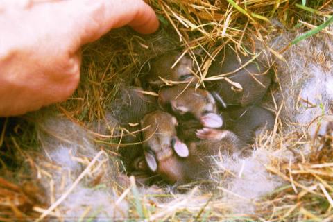 Baby Bunnies in nest