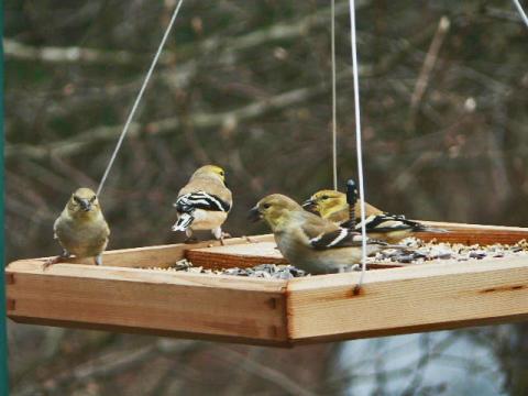 goldfinches