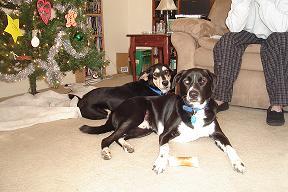 Dogs Christmas 2006