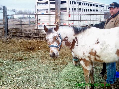 My Appy Colt - Soon To Be herd Sire