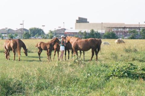 OSU Horse farm