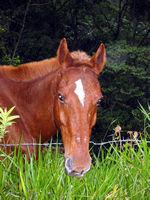 quit horsing around