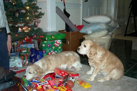 Liebchen & Snoopy (My "Babies")