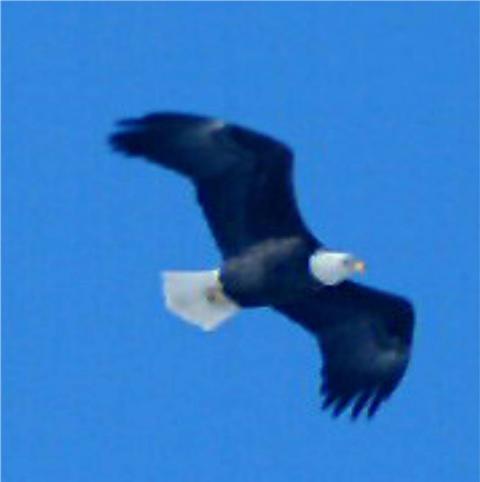 W-Bald Eagle, River North 1 1-30-5.jpg