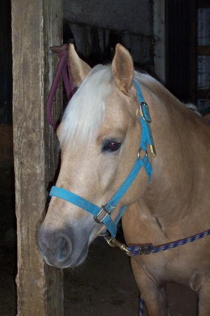 Endurance rides, before Tonka left 001