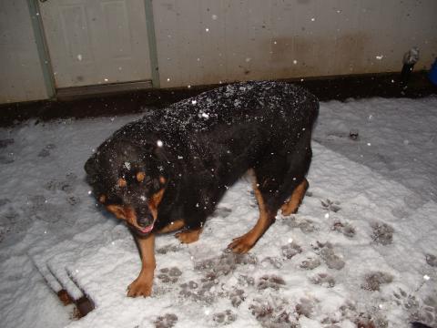 Ta-Tonka in the March snow fall of 2006