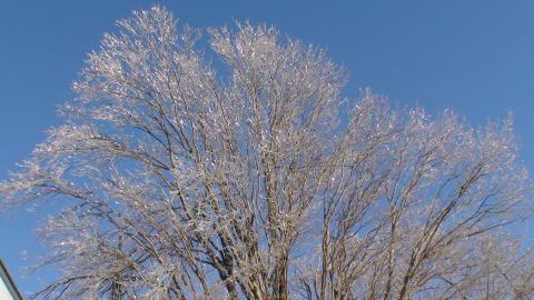 Icey Tree Top