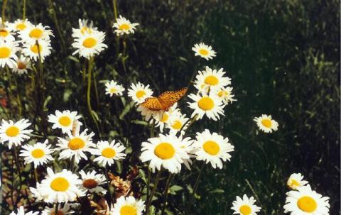 butterfly and daisies (Small)