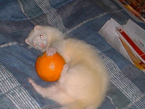 Kodiak playing with the orange