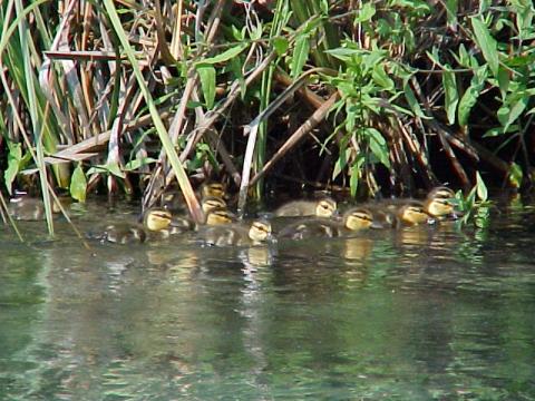 Baby Ducks