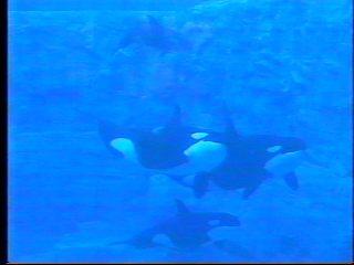Family of Orcas - Seaworld - Orlando, FL