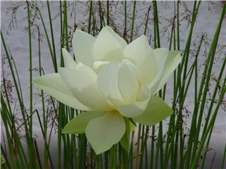 lotus at indy whiteriver garden