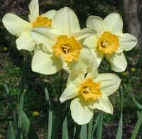 daffodils_l