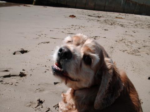 fat dog at the beach' 003