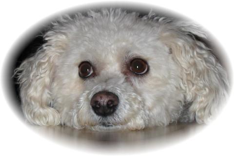 Polly the Bichon