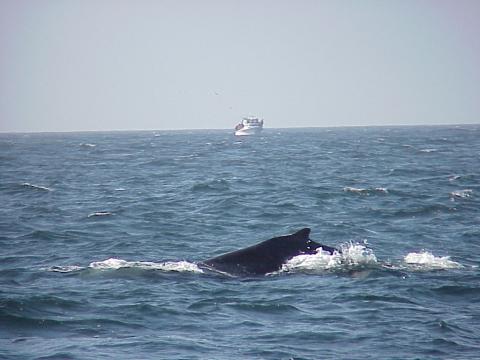 A Whale off my Boat