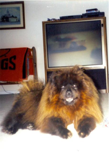 IN MEMORY OF BEAR 1/13/89 to 4/10/02