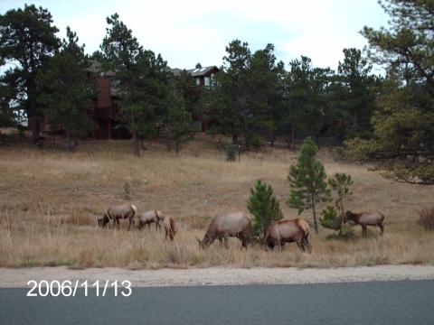 colorado elk