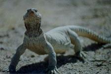 dhub lizard, kuwait, '99