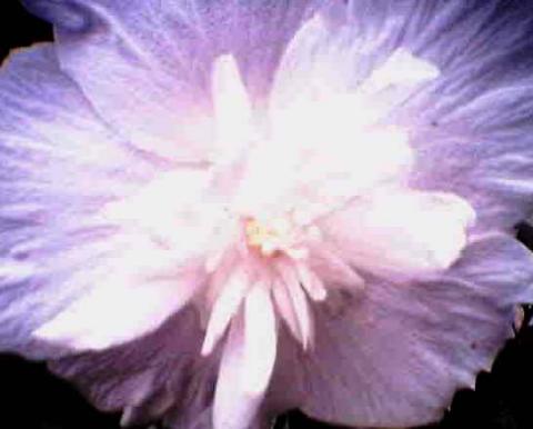 garden 1Rose of Sharon