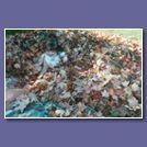 Haley_in_Leaves_2