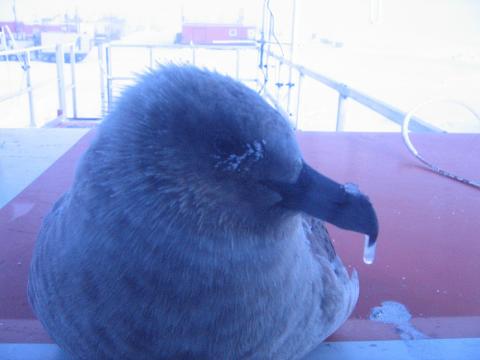 Frosted skua with beakcicle, 1/6/06