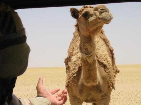 here camel, camel