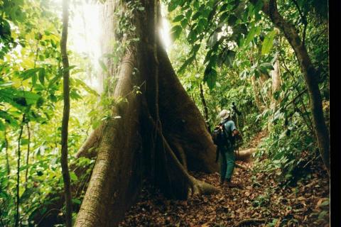 CostaRicanJungle[1] (2)