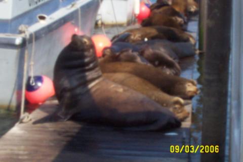 sealions in astoria