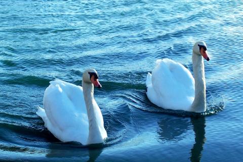 Swans at Lake