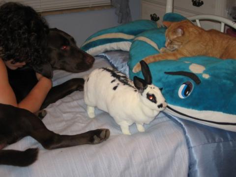 Dog, Bunny and Cat...friends!