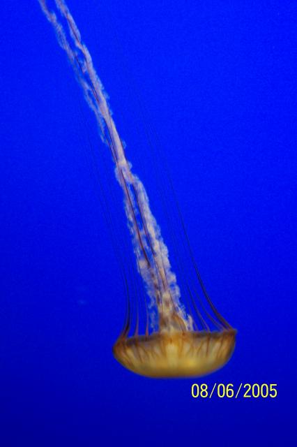 Monterey-jelly fish