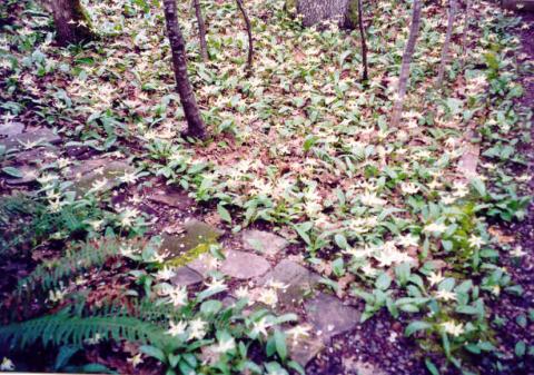 Carpet of Lilies