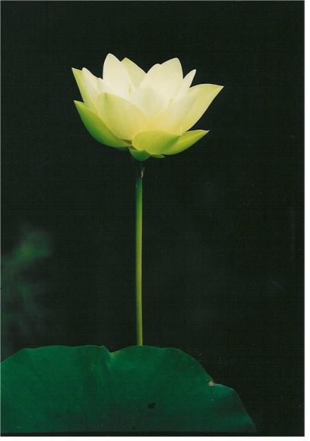 White Lotus Bloom