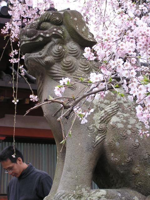 Sakura tree